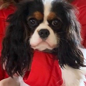 Meet your Posher, Lilly